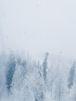 Serene winter forest covered in snow, perfect for a peaceful escape and nature lovers.