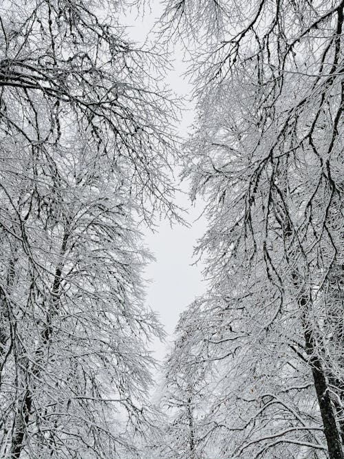 Ücretsiz dikey atış, kar, kış içeren Ücretsiz stok fotoğraf Stok Fotoğraflar