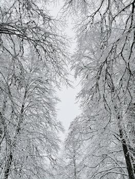 Capturing the tranquility of a snow-laden forest with leafless trees during winter.