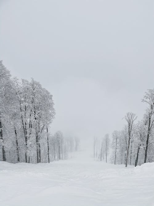 ฟรี คลังภาพถ่ายฟรี ของ ต้นไม้, มัว, มีหิมะปกคลุม คลังภาพถ่าย