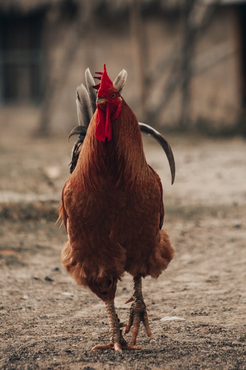 Free Close-Up Shot of a Rooster  Stock Photo