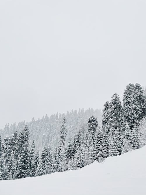 Gratuit Photos gratuites de arbres, bois, couvert de neige Photos