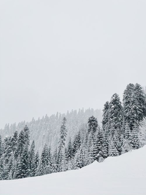 Free A tranquil snow-covered forest scene showcasing winter's beauty and nature's serenity. Stock Photo
