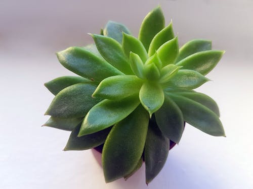 Free Green Succulent With Brown Pot Stock Photo