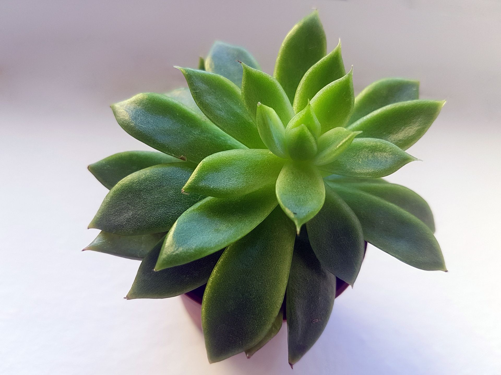 A detailed view of a lush green succulent in a pot with a bright white background.