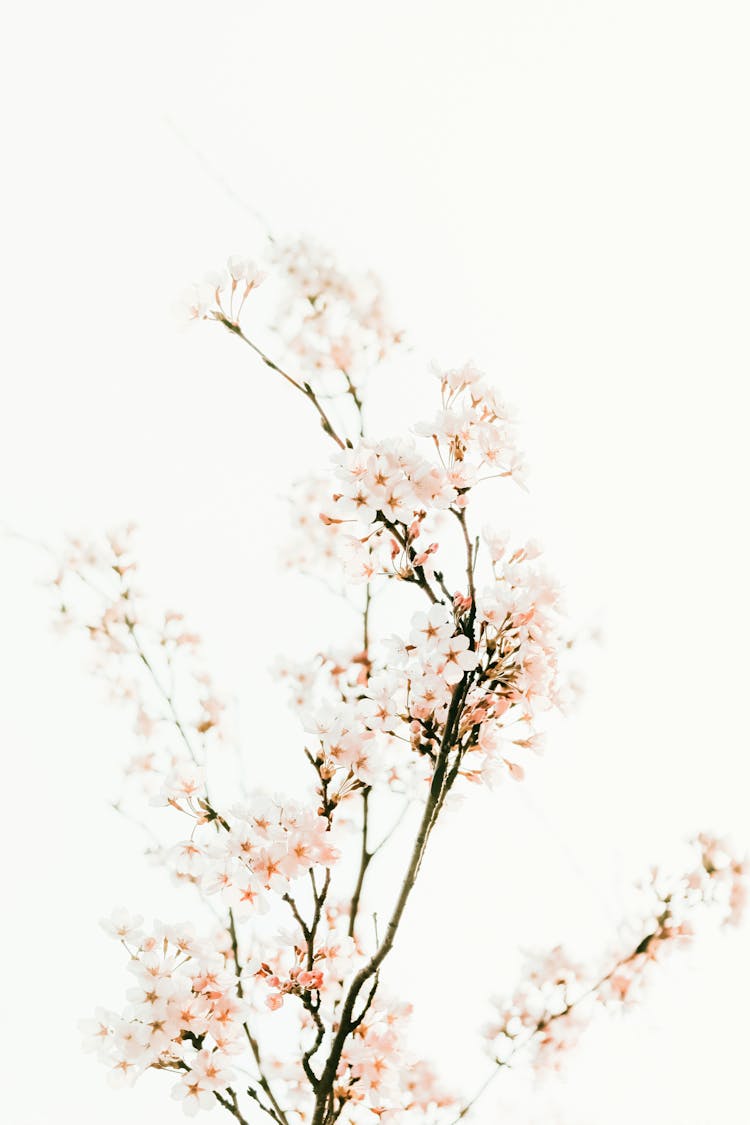 Cherry Tree With Blossoming White Flowers On White Background