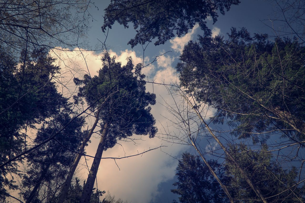 upward view of tall trees against the sky capturing nature s tranquili