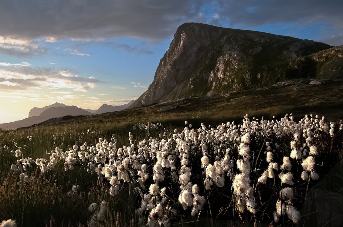 Free Scenic View of Field of Flowers near a Rocky Mountain Stock Photo