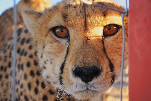 Close-Up Photo of a Cheetah with Brown Eyes