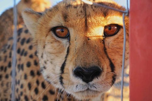 Free Close-up of a cheetah with striking eyes behind a fence, capturing its wild essence. Stock Photo