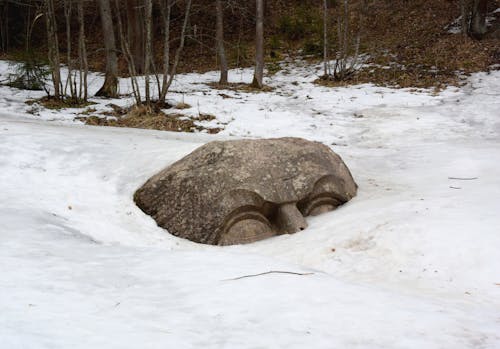 Brown Rock on Snow Covered Ground
