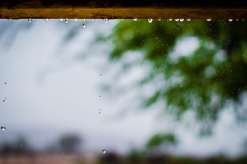 Fotografia Deszczowej Pogody Z Drzewami