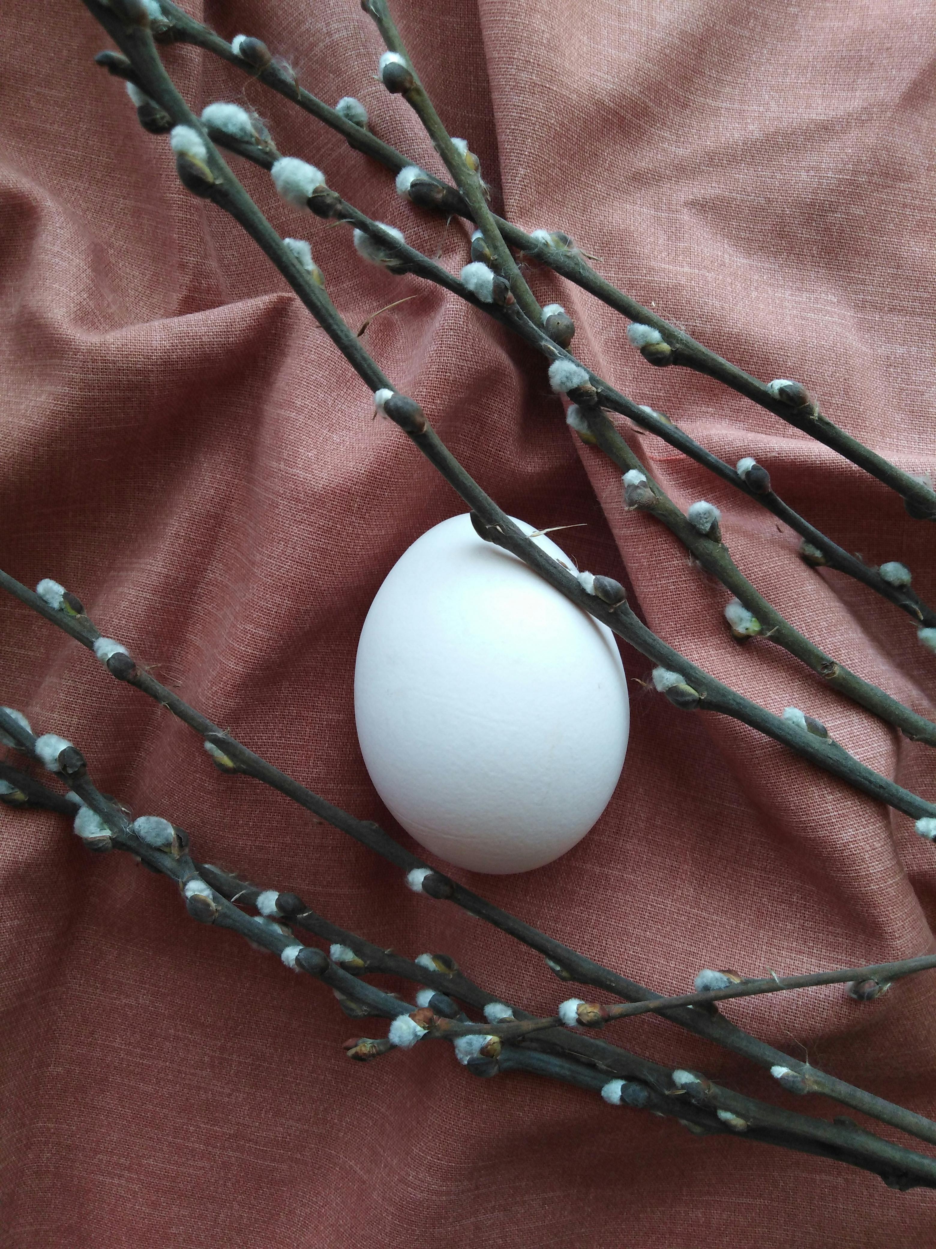 Δωρεάν στοκ φωτογραφιών με catkins, ανάπτυξη, άνοιξη Φωτογραφία από στοκ φωτογραφιών