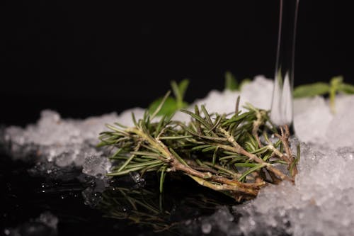 Fotos de stock gratuitas de con hielo, Romero