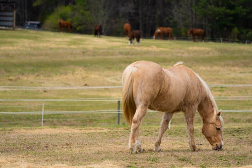 Photo of a Light Brown Horse Eating Grass