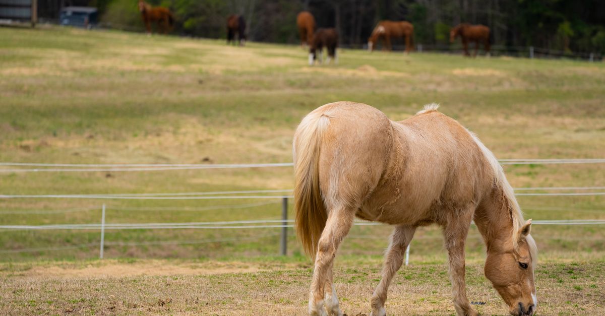 A serene scene of a Palomino horse grazing in a sunny North Carolina pasture.