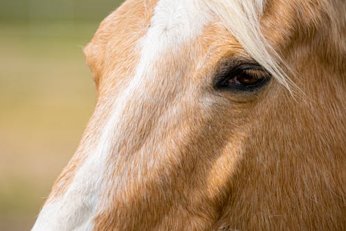 Brown and White Hair of Horse Head