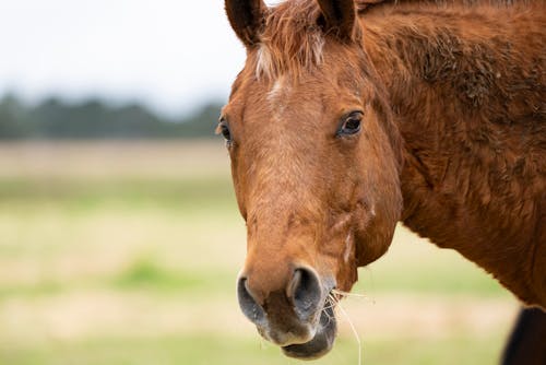 Δωρεάν στοκ φωτογραφιών με αγρόκτημα, άλογο, γκρο πλαν