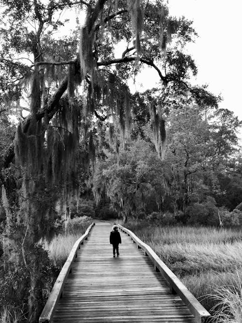 Fotos de stock gratuitas de al aire libre, arboles, caminando