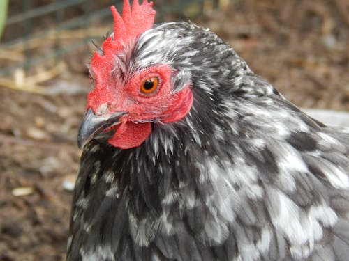 Close-Up Photo of a Grey Chicken