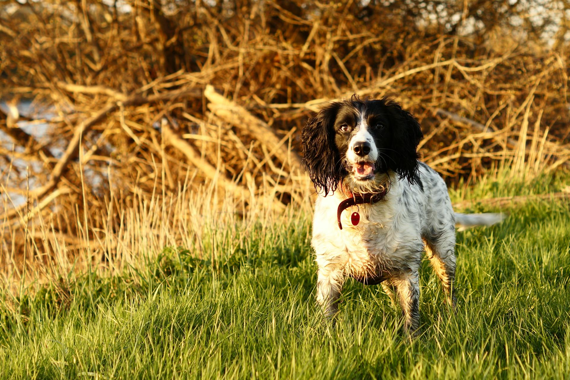 Photo of a Black and White Spaniel Dog Looking at the Camera