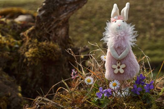 rabbit photo
