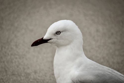 Free White Seagull Bird with Black Beak Stock Photo