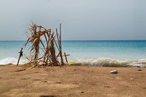 Základová fotografie zdarma na téma environmentální, kyparissia, láska