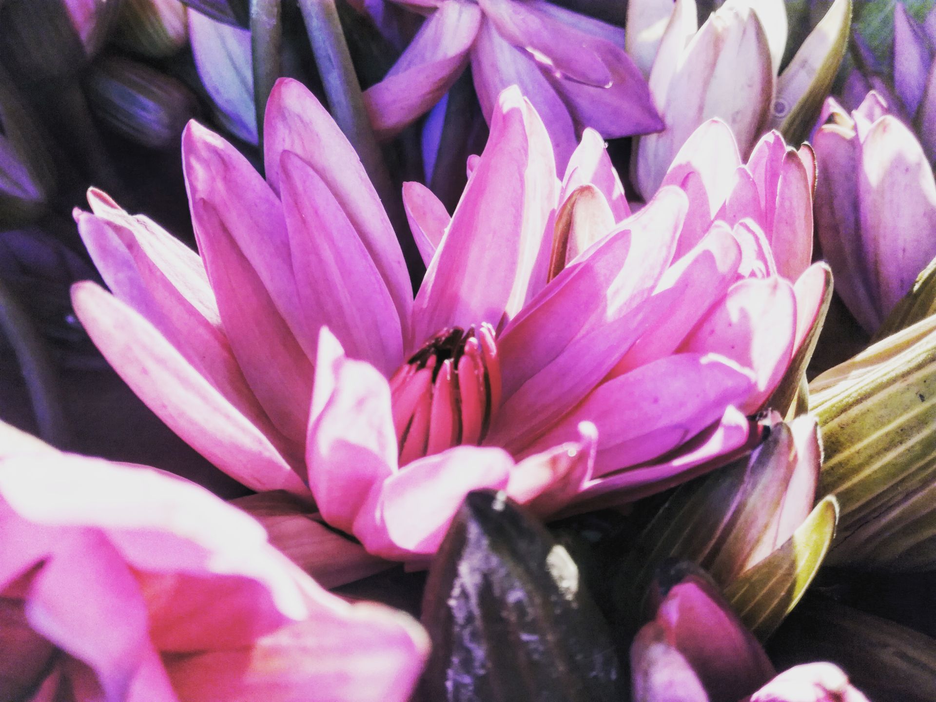 Close-up of vibrant pink lily flowers showcasing their lush petals in full bloom.