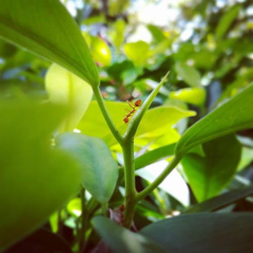 大自然, 斯里蘭卡, 螞蟻 的 免费素材图片