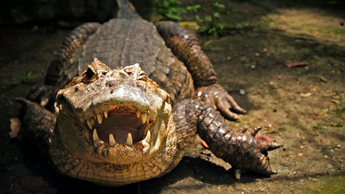 Close-Up Photo of a Crocodile
