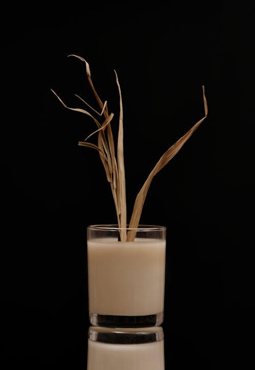 Dry grass in wax candle in studio