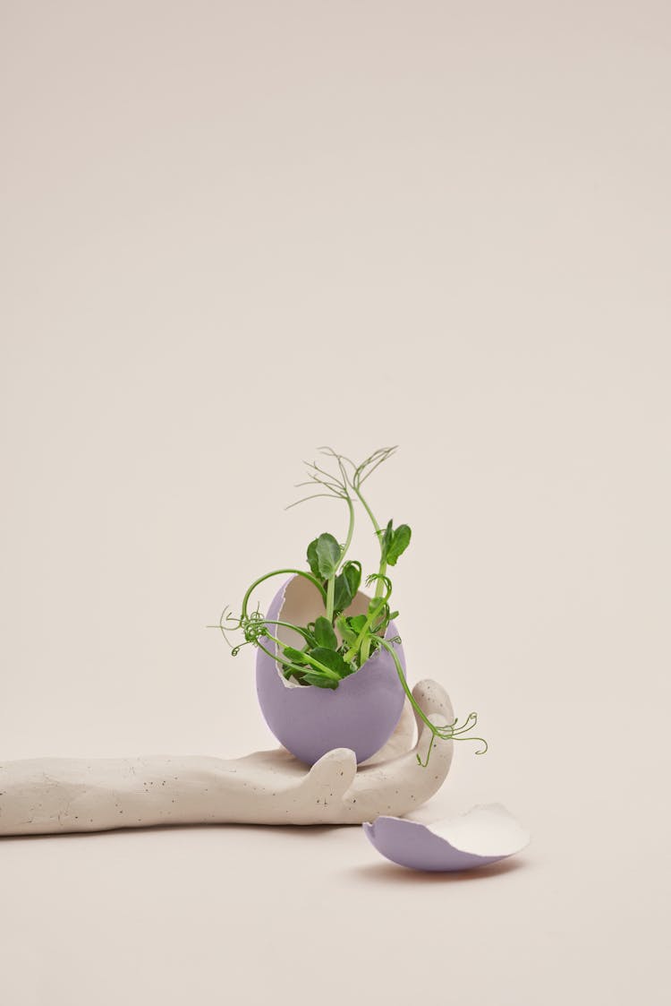 Green Plant Growing Through Eggshell On Clay Hand