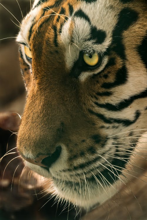 Free Close-Up Shot of a Tiger Stock Photo