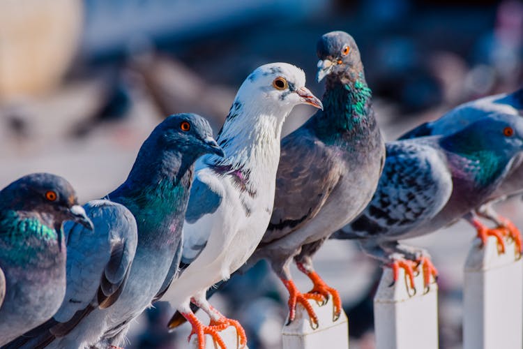 Line Up Pigeons On The Fence