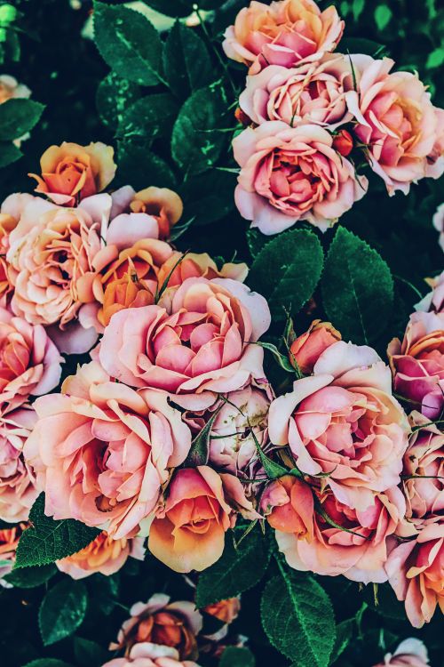 Free Close-up of vibrant pink roses blooming in a lush garden setting. Stock Photo