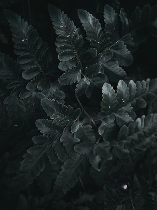 Free stock photo of dark background, dark green, dark green leaves