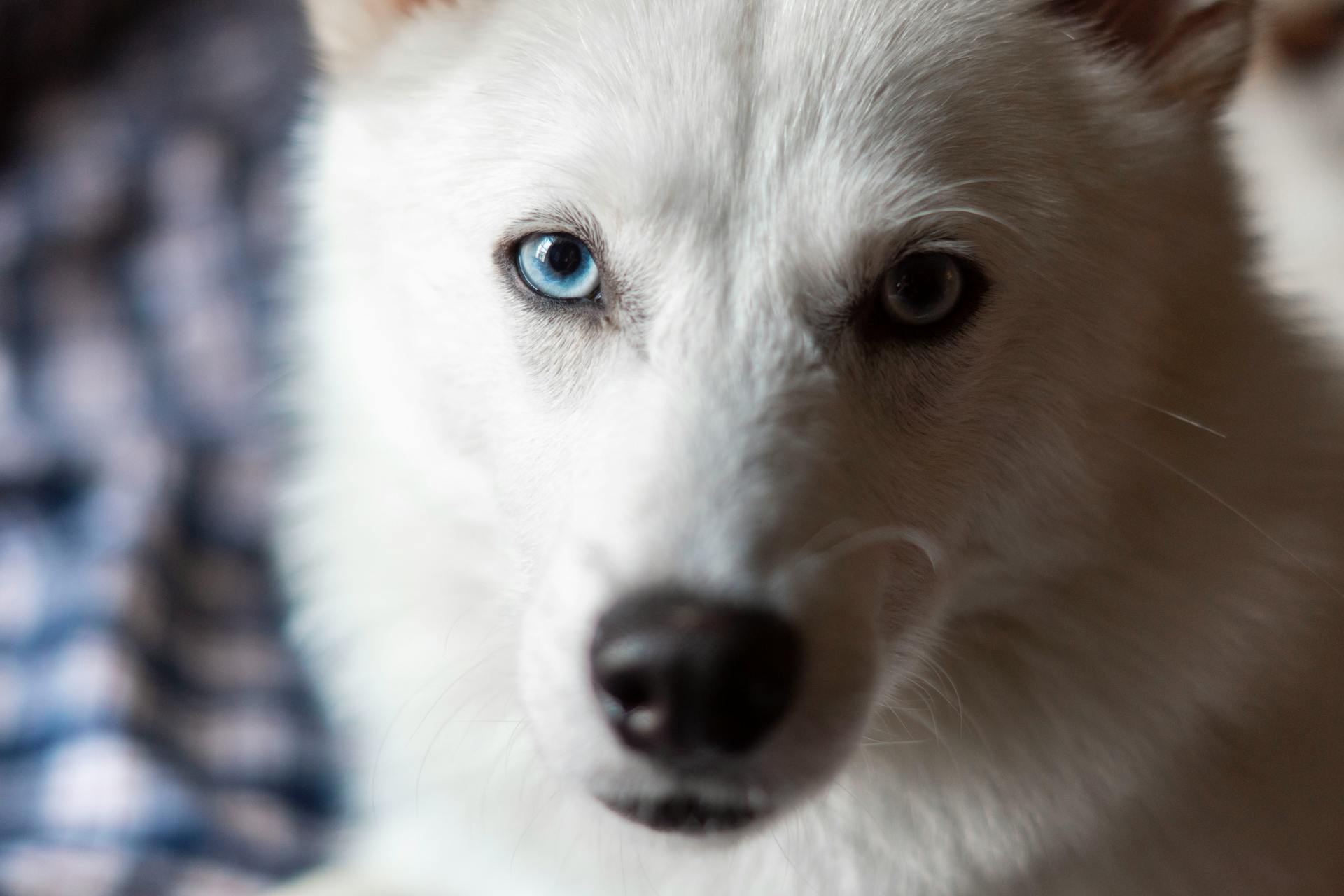 Een close-up van een Amerikaanse witte herder die naar de camera kijkt