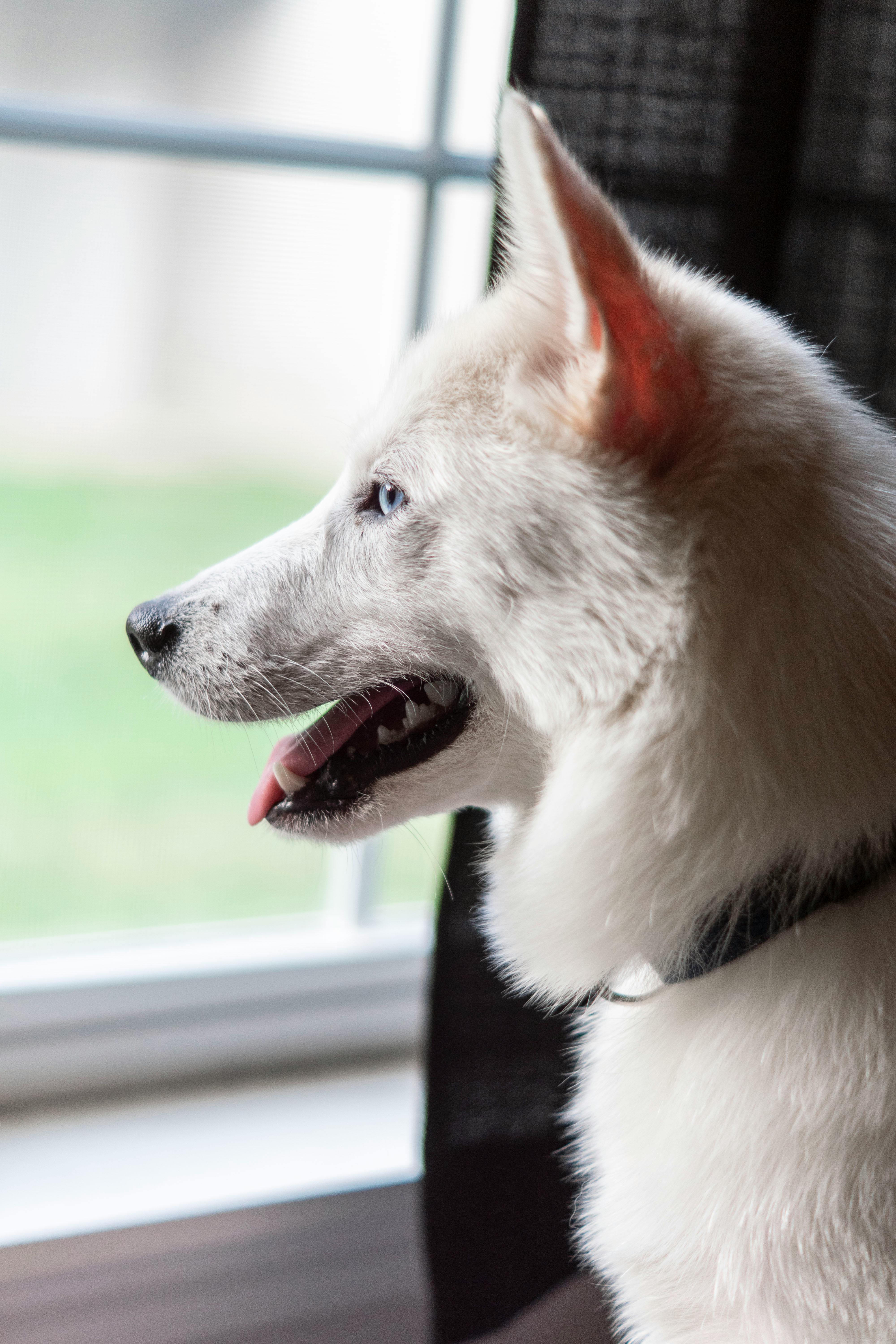 Side View of a White Siberian Husky Dog · Free Stock Photo