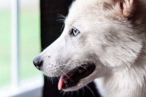 White Furry Dog on Close Up