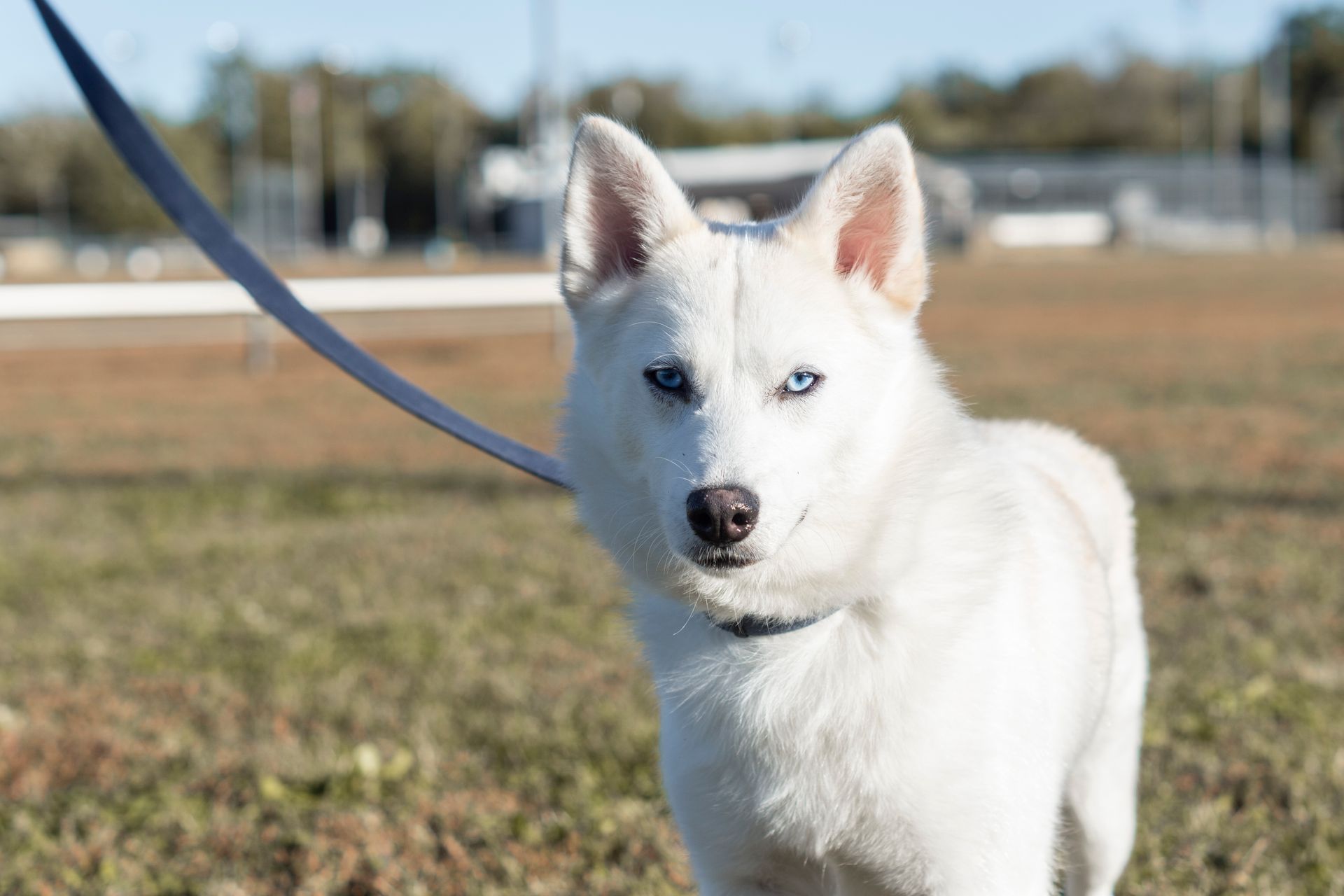Close-Up Shot of a White American Shepherd Standing on a Grassy Field while Looking at Camera
