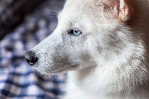 Fotobanka s bezplatnými fotkami na tému americký biely ovčiak, biely pes, bočný pohľad