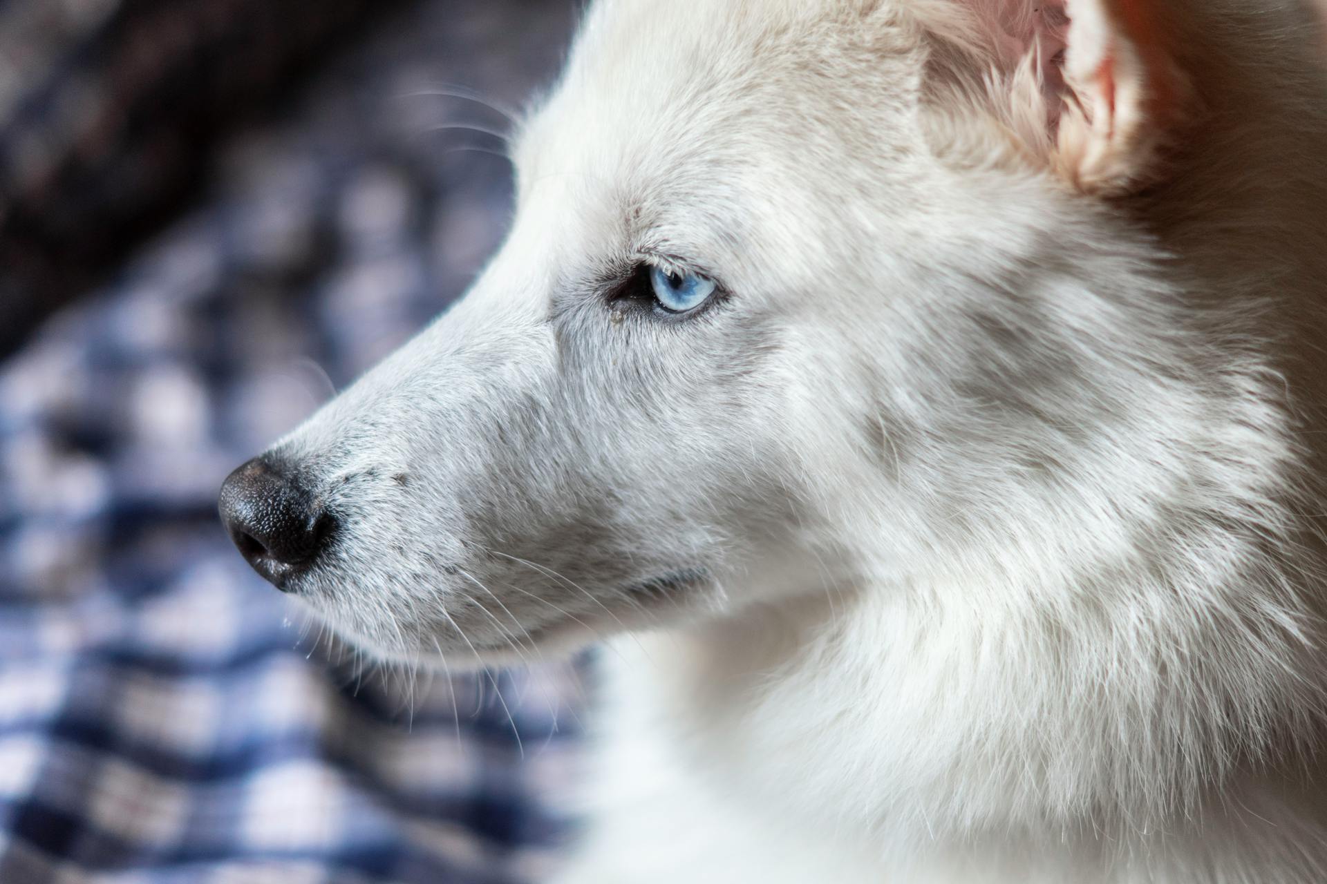 En amerikansk vit herdehund i närbild