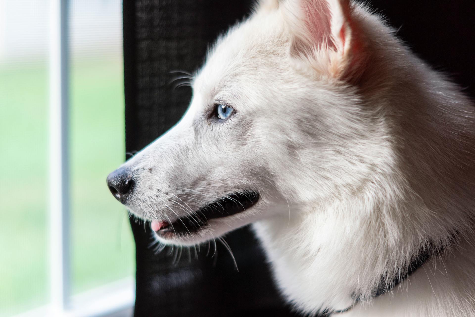 En amerikansk vit herdehund i närbild