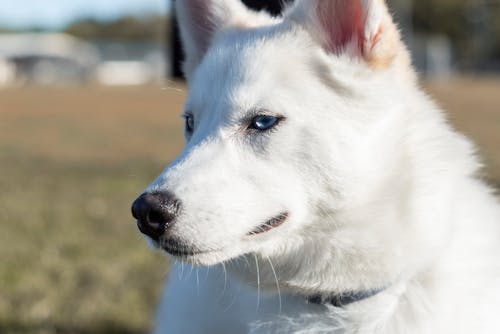 White Siberian Husky in Close-Up Photography