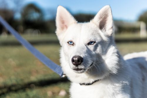 Free A white dog with striking blue eyes on a leash outdoors in a grassy field. Stock Photo