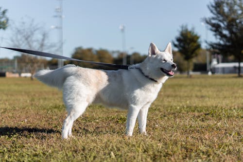 Бесплатное стоковое фото с американская белая овчарка, белая собака, домашнее животное фотография