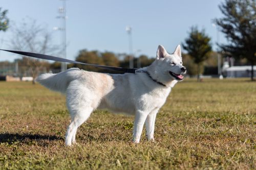 Free A purebred white dog standing in an open field on a sunny day. Stock Photo