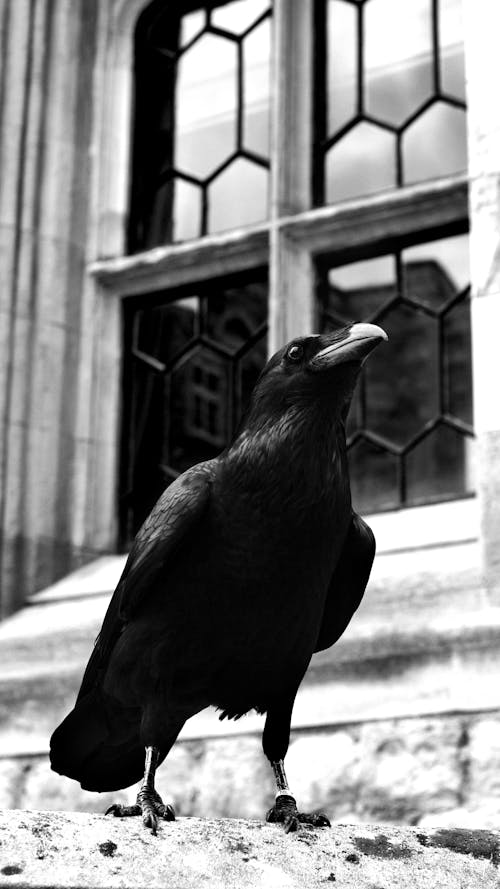 Grayscale Photo of a Crow