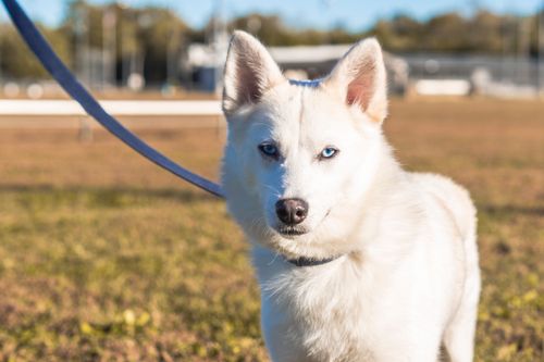 Free A white dog with striking blue eyes standing on a leash outdoors, captured during the day. Stock Photo